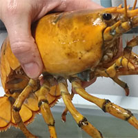 Ngư dân bắt được tôm hùm vàng siêu quý hiếm