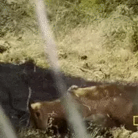 Báo hoa mai vật lộn với linh dương cực khỏe, trận đấu sinh tử sẽ có kết cục ra sao?