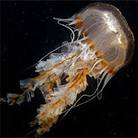 Tiềm năng chữa ung thư của nọc độc sứa