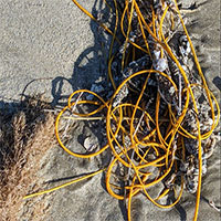 “Cuộn dây thừng” trên bãi biển thực ra là một sinh vật kỳ lạ