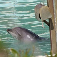 Số phận của cá heo cô đơn nhất thế giới