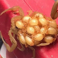 Bọ cạp mẹ cõng con: Tấm ảnh tràn ngập tình mẫu tử, cho đến khi bạn biết sự thật đáng sợ phía sau