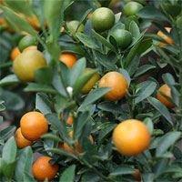 Quả quất – Món quà may mắn đầu năm