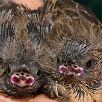 Chim sẻ ký sinh nhờ trong tổ, bắt chước con non để lừa bố mẹ cho ăn