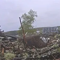 Ưng biển đang đứng trên tổ thì bị một "bóng đen" lao đến: Chuyện gì xảy ra?