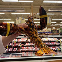 Phát hiện tôm hùm lạ trong lô hàng ở siêu thị