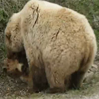 Vì sao đang yên đang lành, gấu mẹ lao vào vật lộn, cắn xé con mình như kẻ thù?