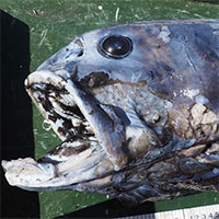 Kẻ săn mồi miệng đầy răng ở đáy vịnh sâu nhất Nhật Bản