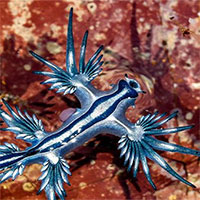 Rồng xanh dạt vào bờ biển ở Australia