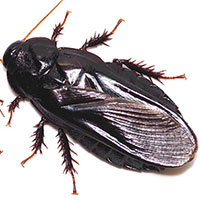 Loài gián thay phiên ăn cánh của nhau sau giao phối