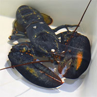 Tôm hùm xanh siêu quý hiếm đổi màu sau khi lột xác