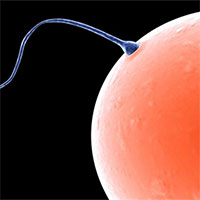 Tinh trùng dùng chất độc để đánh bại đối thủ cạnh tranh