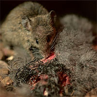 Chuột ngoại cỡ ăn thịt chim biển có nguy cơ tuyệt chủng