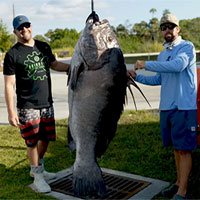 Ngư dân ở Mỹ câu được cá mú khổng lồ nặng 133kg