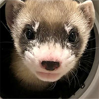 Mỹ lần đầu nhân bản thành công chồn hương nguy cấp từ tế bào động vật đông lạnh