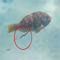 Khoa học vừa làm một nghiên cứu với đối tượng "quái đản" nhất đại dương, và đây là lý do tại sao