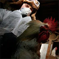 Nga phát hiện loại cúm H5N8 mới lây từ động vật sang người