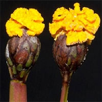 Nấm tinh quái, tạo hoa giả để đánh lừa ong và côn trùng tới thụ phấn