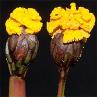Nấm tinh quái, tạo hoa giả để đánh lừa ong và côn trùng tới thụ phấn