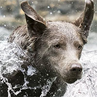 Loài chó có khả năng đặc biệt chưa từng được biết trước đây