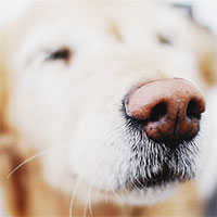 Công nghệ giúp phát hiện ung thư bằng smartphone