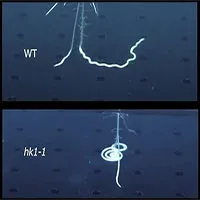 Video timelapse về "vũ điệu" phát triển của rễ lúa