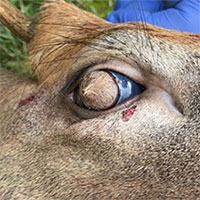 Kỳ quái con hươu có lông mọc từ nhãn cầu