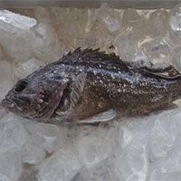 Nhật phát hiện cá nhiễm phóng xạ ở Fukushima