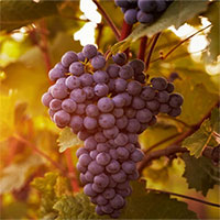 Nghiên cứu: ăn nho bảo vệ da khỏi tia UV tốt không kém thoa kem chống nắng