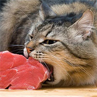 Các nhà khoa học tìm ra cách hạn chế mèo đi chơi đêm và bị bẫy thịt