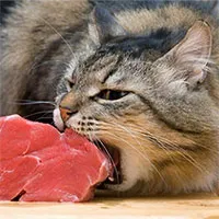 Các nhà khoa học tìm ra cách hạn chế mèo đi chơi đêm và bị bẫy thịt