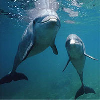 Cá heo có những đặc điểm tính cách tương tự con người