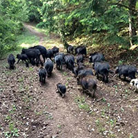 Giống lợn thơm giá 6,5 triệu/kg, người sành ăn ví như nhân sâm động vật