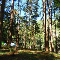 Tại sao đi bộ trong rừng thông lại khiến chúng ta cảm thấy sảng khoái?