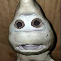 Sửng sốt phát hiện con cá mập khuôn mặt kỳ lạ khó tin tồn tại trên đời