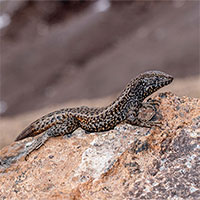 Phát hiện thằn lằn núi sống ở độ cao kỷ lục 5.400 mét