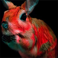 Phát hiện loài động vật mới có khả năng phát quang sinh học trong bóng tối