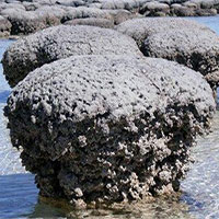 Hóa thạch sự sống sớm nhất trên Trái đất có sự tồn tại của virus?