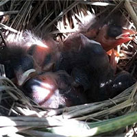 Các nhà khoa học choáng váng khi thấy cá dìm chết chim sẻ non để ăn thịt