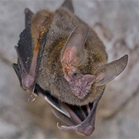 Giải mã bí ẩn về cách dơi tìm kiếm bạn tình trong bóng đêm