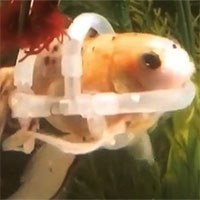 Kỳ lạ con cá phải 