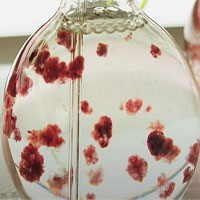 Tìm ra loại rong biển mới có thể cứu sống Trái đất