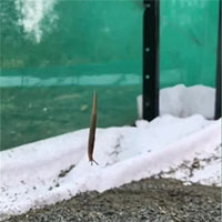 Lần đầu ghi hình sên treo mình giống nhện