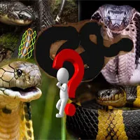 Loài rắn độc nhất Việt Nam: Cạp nong, cạp nia hay hổ mang chúa cũng không có "cửa"