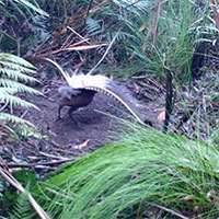 Loài chim bắt chước tiếng cả đàn để lừa chim mái giao phối