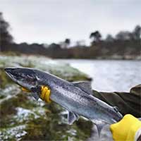 Cá nước ngọt suy giảm nghiêm trọng trên toàn cầu, 1/3 nguy cơ tuyệt chủng