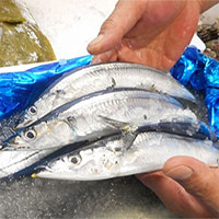 Cá thu đao là cá gì?