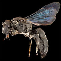 Loài ong quý hiếm của Úc tưởng tuyệt chủng gần 1 thế kỷ bất ngờ tái xuất