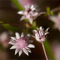 Độc đáo loài hoa chỉ xuất hiện sau những vụ cháy rừng