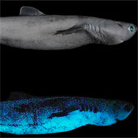 Phát hiện cá mập phát sáng khổng lồ